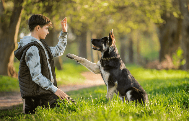 Hundetraining: Mit ein bisschen Übung und dem Lieblingsleckerli klappt auch die Rolle.