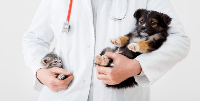 Mediziner in einer Tierklinik rechnen nach einem höheren GOT-Satz ab.