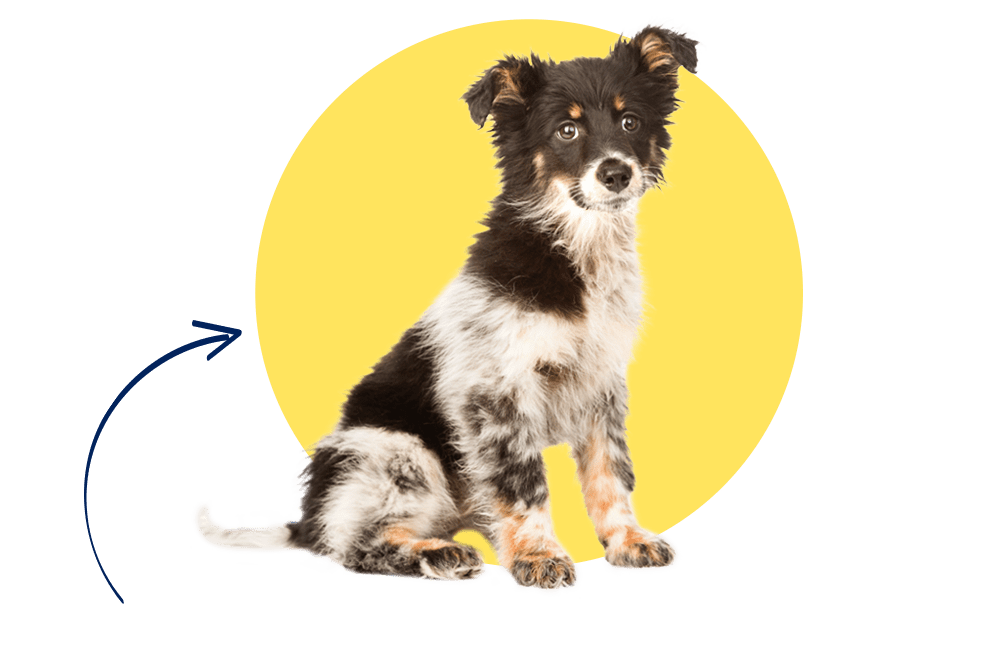Bruno der Mischlingshund ist mit der Hundekrankenversicherung der DA Direkt top abgesichert!