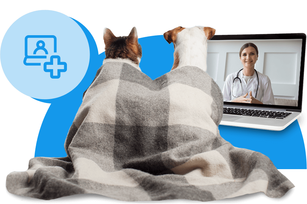 Online Sprechstunde für Hunde und Katzen mit FirstVet