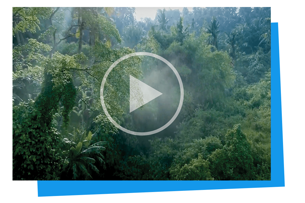 YouTube Video Zurich Forest Projekt