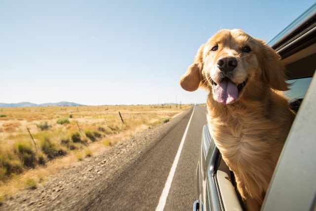 Hund im Auto transportieren: Sichern Sie Ihren Vierbeiner wie eine Ladung während der Fahrt.