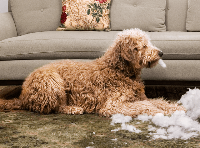 Die beste Hundehaftpflicht schützt auch auf Reisen – unterwegs und im Hotel weltweit. 