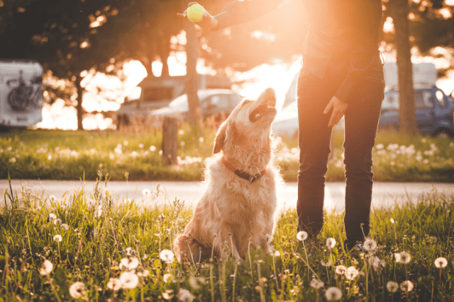 Hunde genießen im Frühling den Auslauf in der Natur