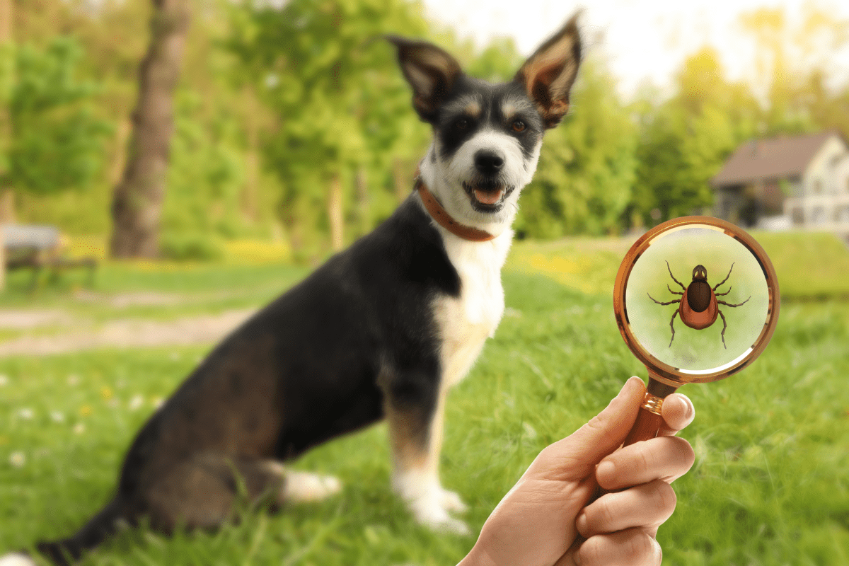 Die Auwaldzecke kann beim Hund die lebensgefährliche Babesiose auslösen.