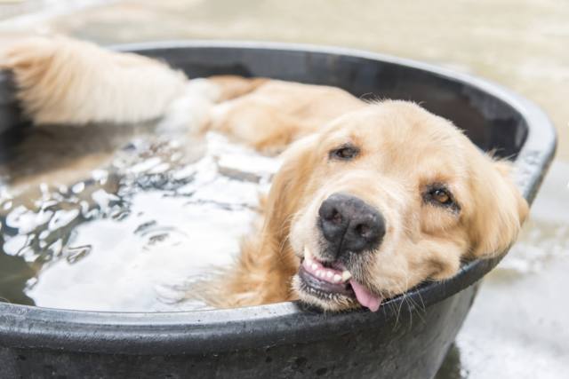 Tiere abkühlen im Garten – Tipps gegen Hitze