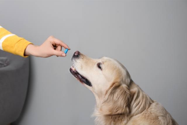 Mit einer regelmäßigen Entwurmung schützen Sie Ihren Hund, Ihre Familie und sich selbst vor Krankheiten. 