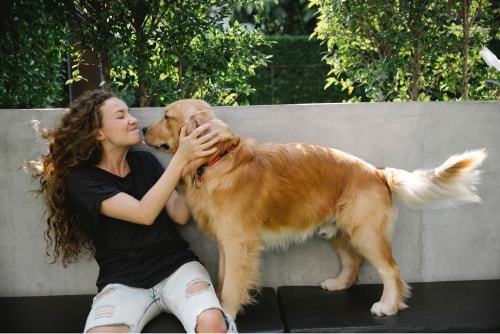 Golden Retriever mit Frau