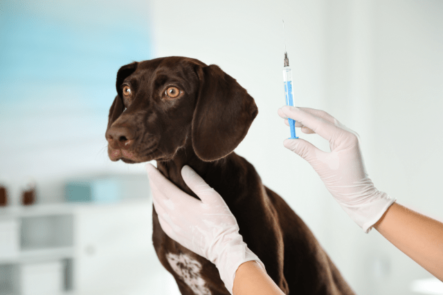 Hunde bekommen ihre Impfungen beim Tierarzt.