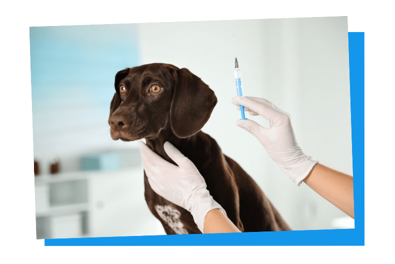 Hunde bekommen ihre Impfungen beim Tierarzt.