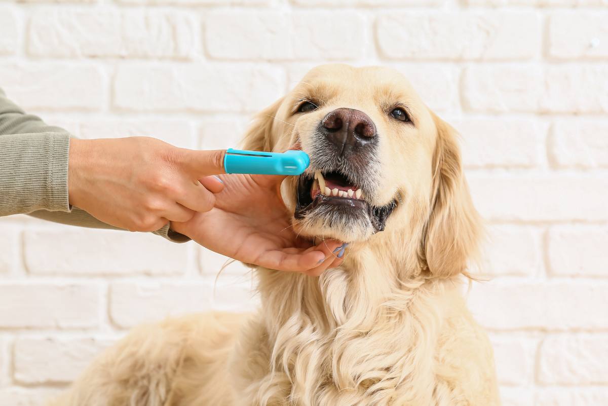 Zahnpflege bei Hunden: Im Welpenalter lernen die Vierbeiner spielerisch Bürste und Zahnpasta kennen