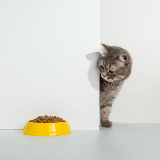 Eine Katze riecht am Futter, frisst aber nicht.