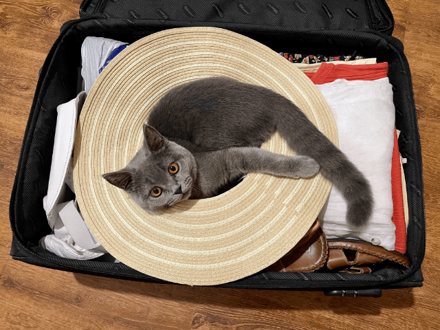 Urlaub mit Katze: Beantragen Sie den EU-Pass für Ihre Fellnase, bevor Sie ins Ausland reisen.