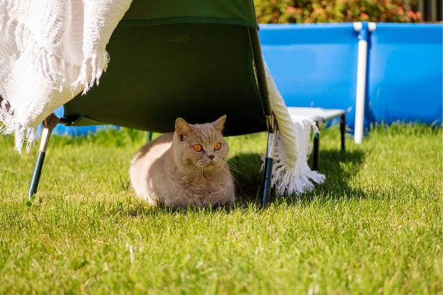 Ein Planschbecken und Schatten sorgen für Abkühlung bei Katzen.