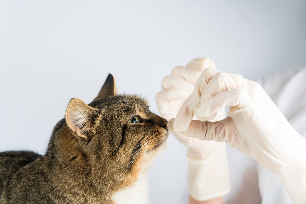 Entwurmung der Katze: Der Tierarzt empfiehlt die passende Wurmkur für Ihre Samtpfote.