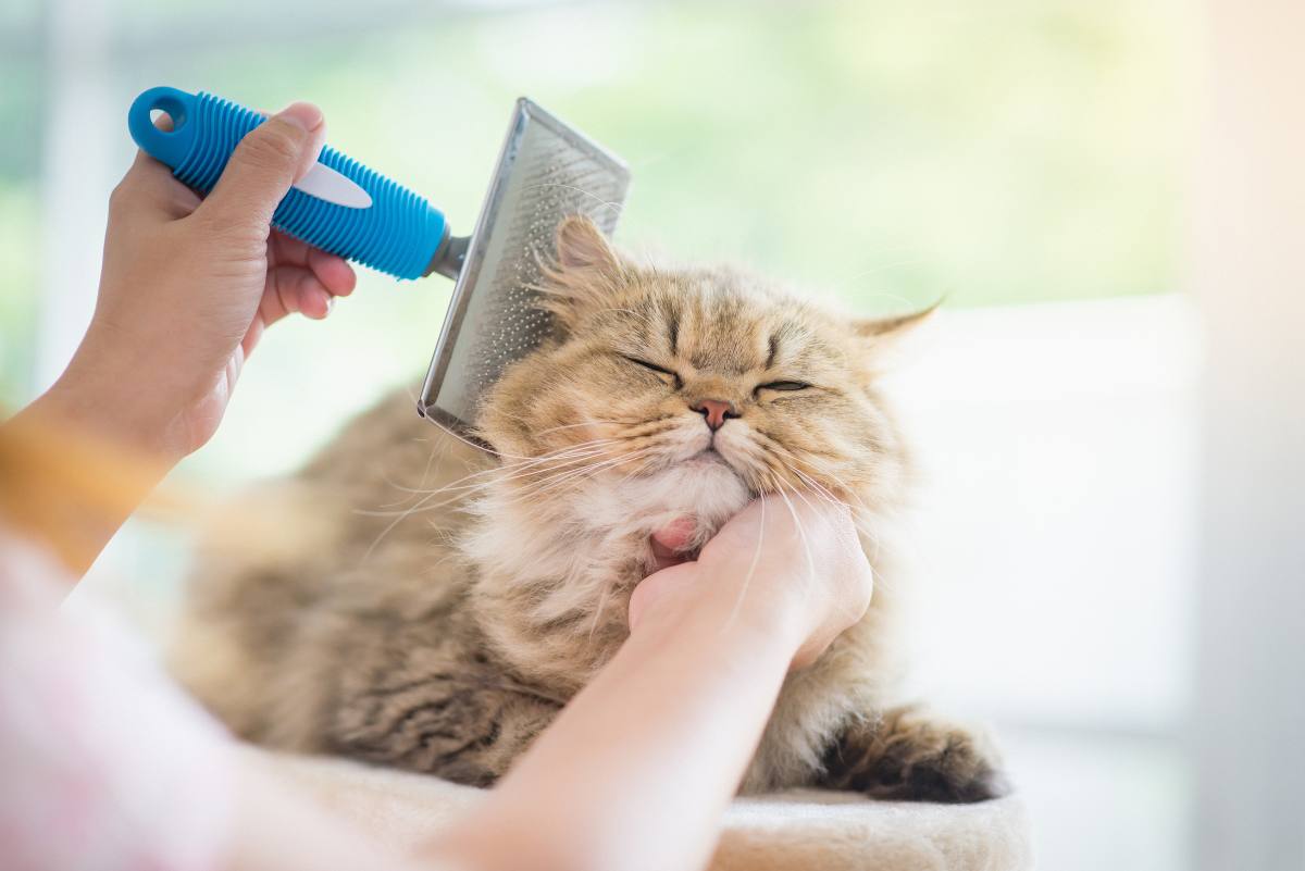 Eine Katze bei der Fellpflege