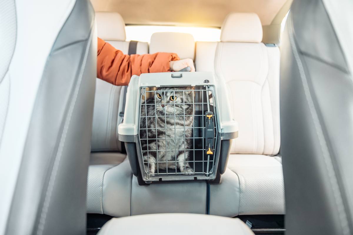 Katze im Auto transportieren: In einer passenden Box ist Ihr Stubentiger sicher.