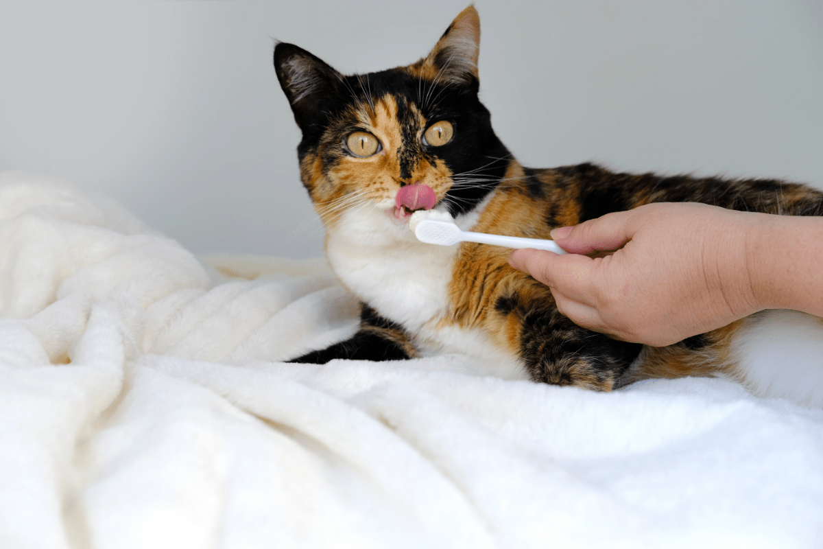 Zahnpflege bei Katzen ist wichtig, damit das kleine Raubtiergebiss Ihres Lieblings gesund bleibt.