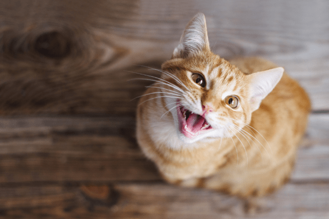 Diese Bilder zeigen typische Katzen-Körpersprache