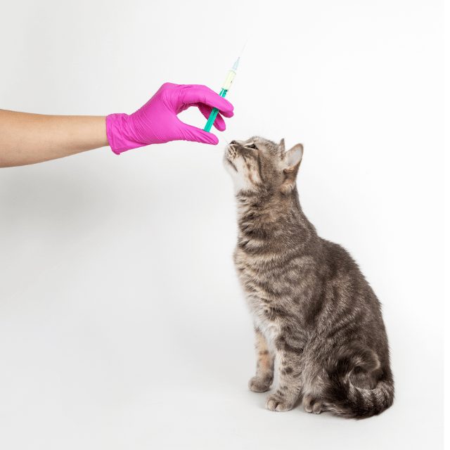Katze bei der Impfung
