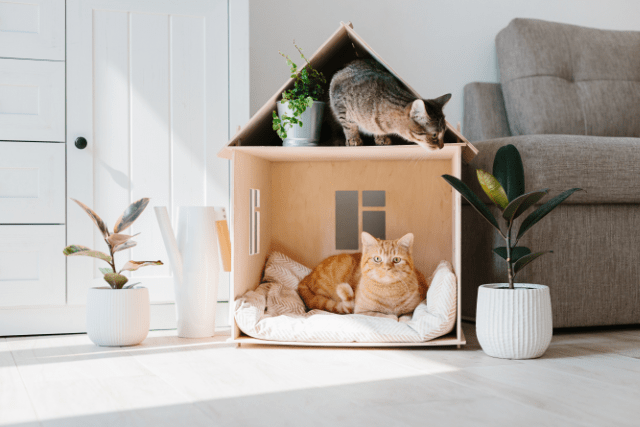 Sich eine Babykatze anzuschaffen, ist der Traum vieler Tierliebhaber.