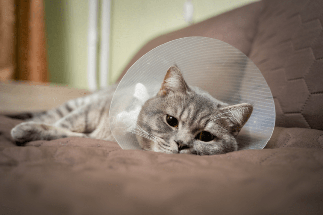 Die Katzen-Kastration erfolgt beim Tierarzt oder in der Tierklinik