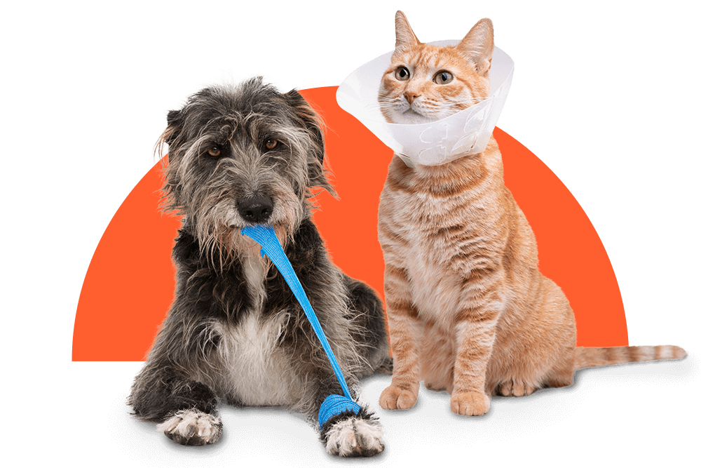 Tierarztrechnung einreichen für Hund und Katze bei DA Direkt