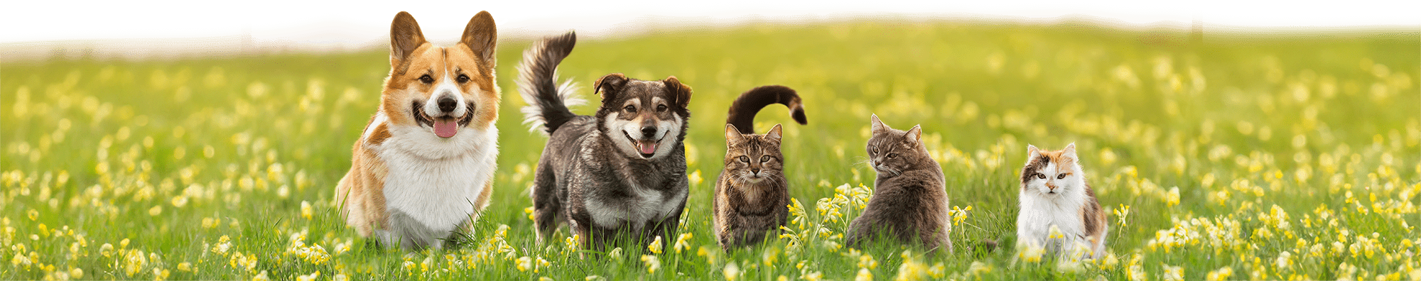 DA Direkt TKV Frühlingskampagne - 2 Hunde und 3 Katzen stehen auf einer Frühlingswiese