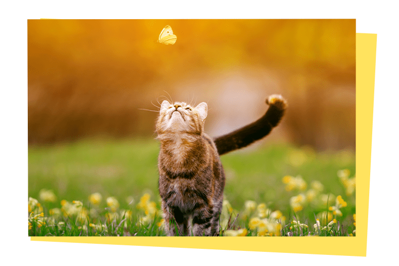 DA Direkt - TKV Frühlingskampagne - Katze steht auf Wiese und schaut nach oben