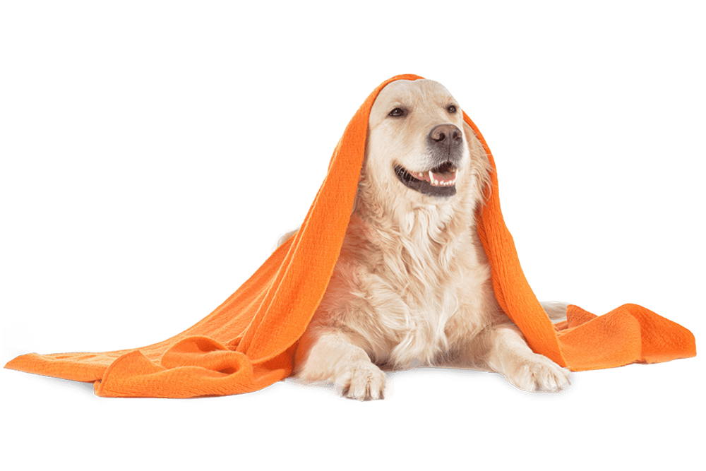 Hund liegt auf dem Boden und ist mit einer orangenen Decke zugedeckt