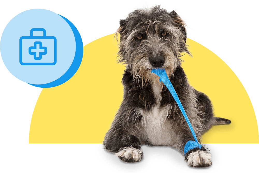Hund mit Verband am Vorderbein