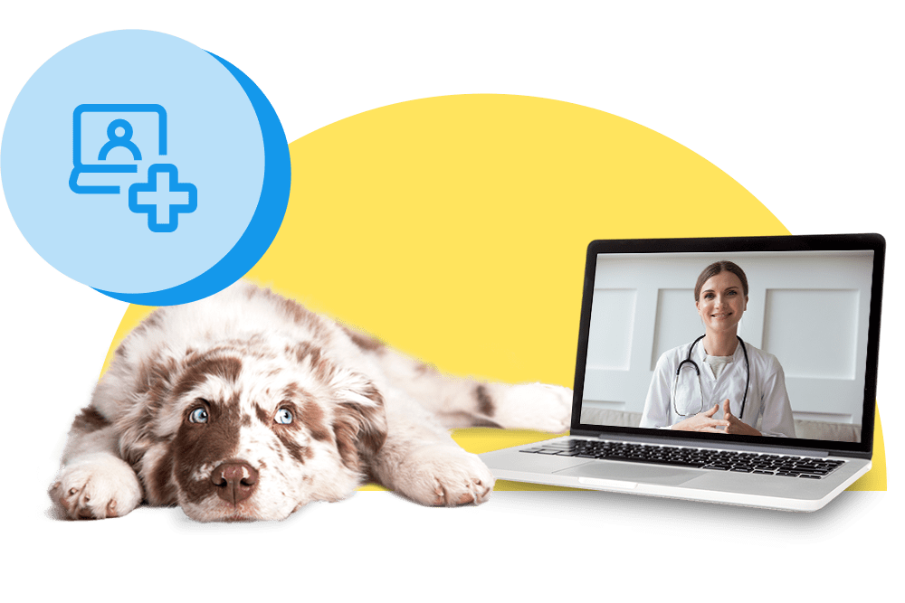 Videosprechstunde beim Online-Tierarzt