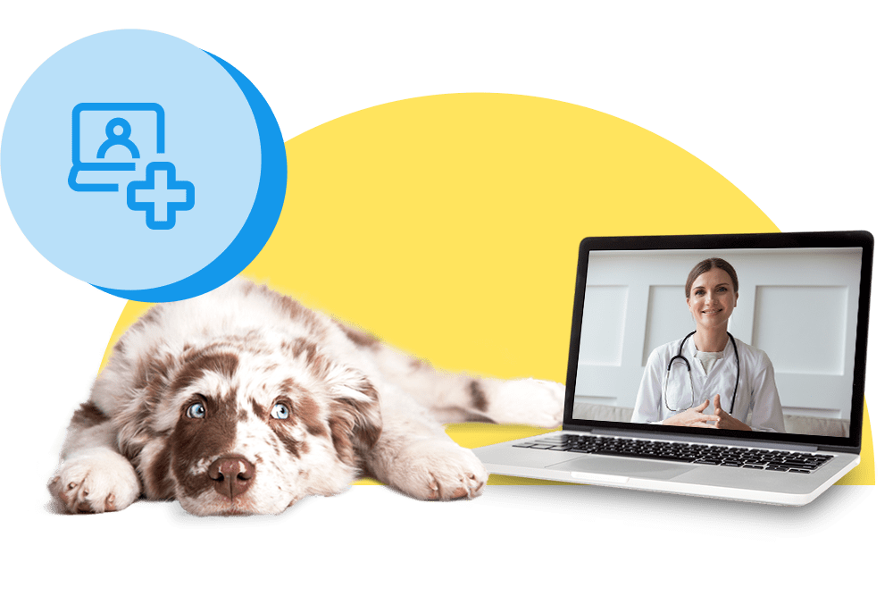 Hund liegt vor einem Laptop auf dem eine Videosprechstunde beim Online-Tierarzt läuft