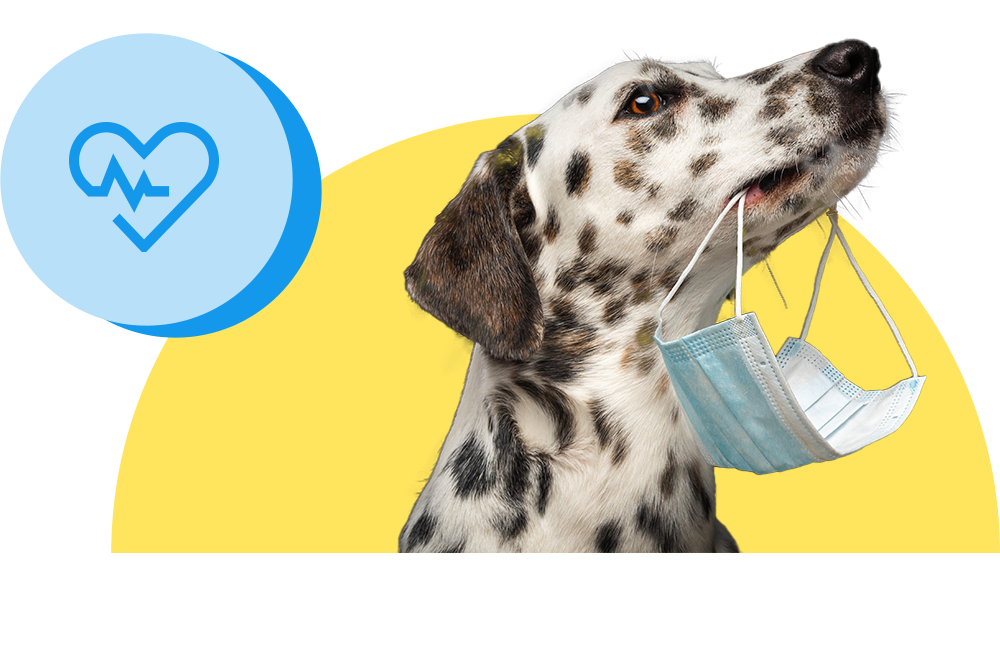 OP-Schutz für Ihren Hund