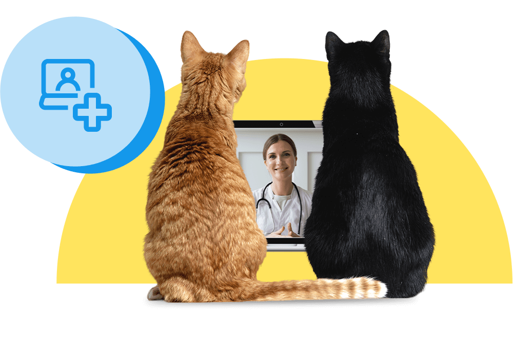 Videosprechstunde für Ihre Katze beim Online-Tierarzt