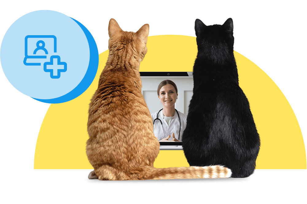 Orangene und schwarze Katze sitzen vor einem Laptop bei einer Videosprechstunde beim Online-Tierarzt
