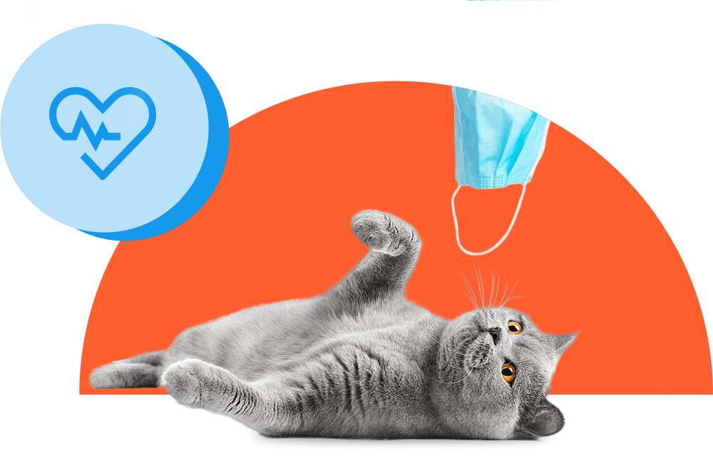 Graue Katze liegt auf dem Rücken