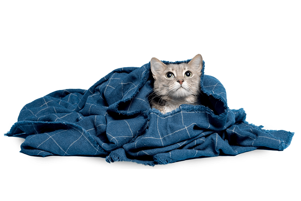 Babykatze hat sich in eine Decke eingekuschelt