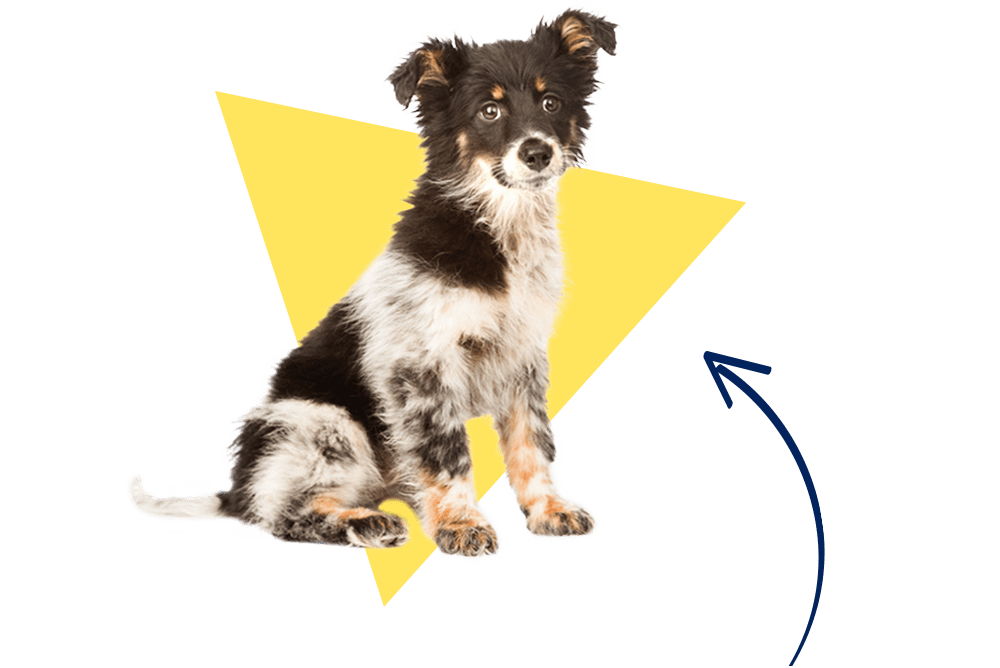 Bruno der Mischlingshund ist mit der Hundekrankenversicherung der DA Direkt top abgesichert!