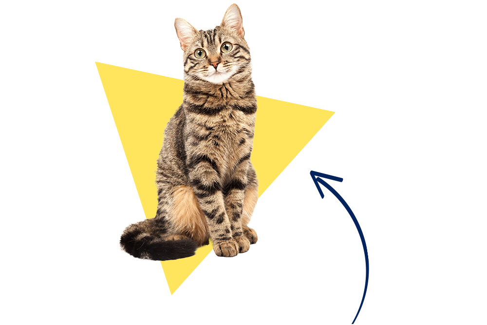Joschi die Mischlingskatze ist mit der Katzenkrankenversicherung der DA Direkt top abgesichert!