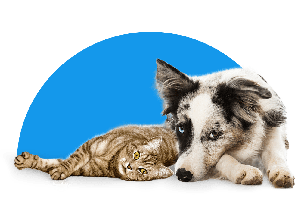Hund und Katze liegen nebeneinander