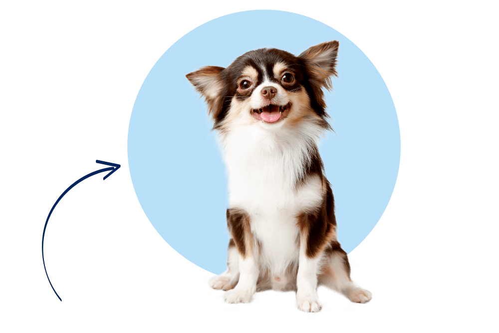 Tierversicherung für Hunde
