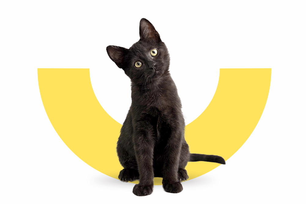 Kleine schwarze Katze