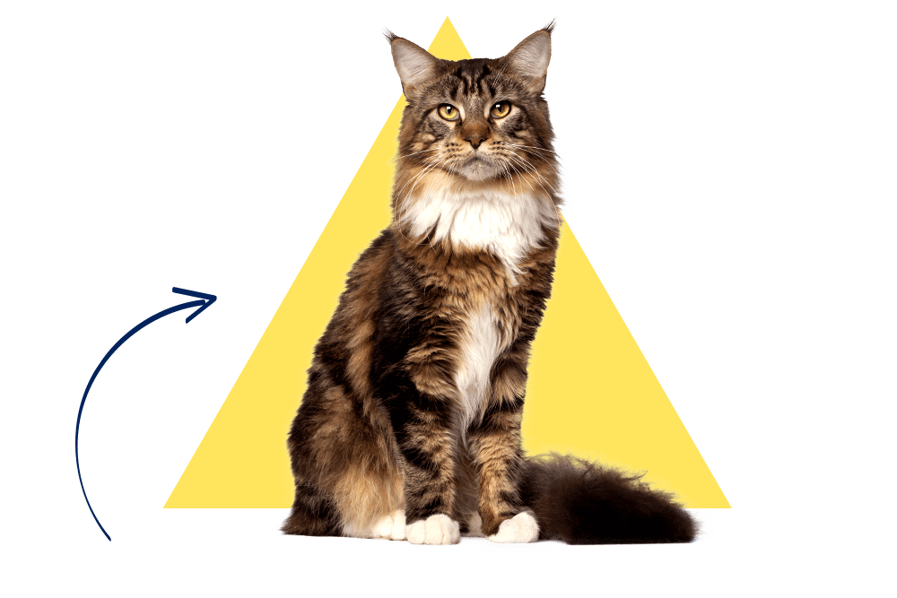 Tierversicherung für Katzen