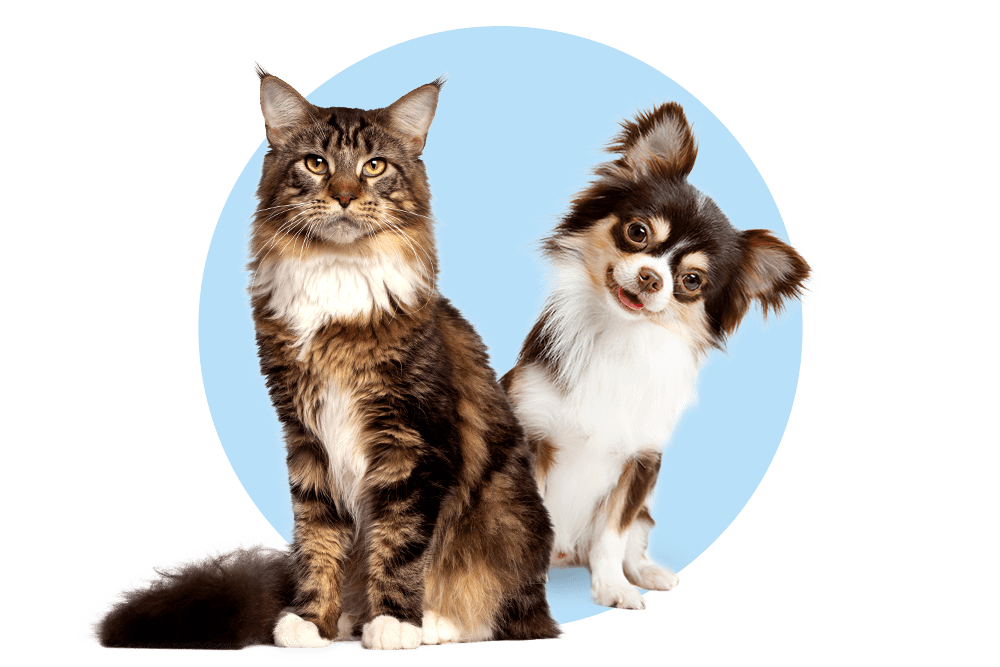 Tierversicherung für Hunde und Katzen