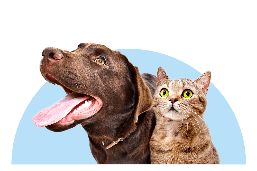 Eröffnen Sie Ihr Kundenkonto für die Tierversicherung bei der DA Direkt.