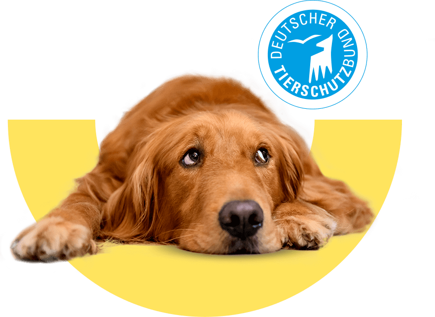 Unsere Hundekrankenversicherung für Ihren Liebling & 15 € für den Deutschen Tierschutzbund e.V.