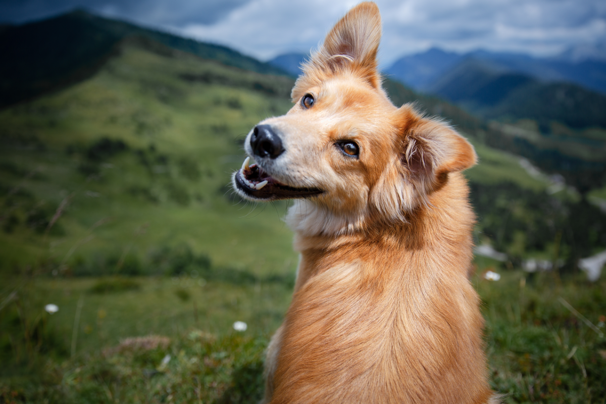 Mischlingshund mit Bergkulisse im Hintergrund.