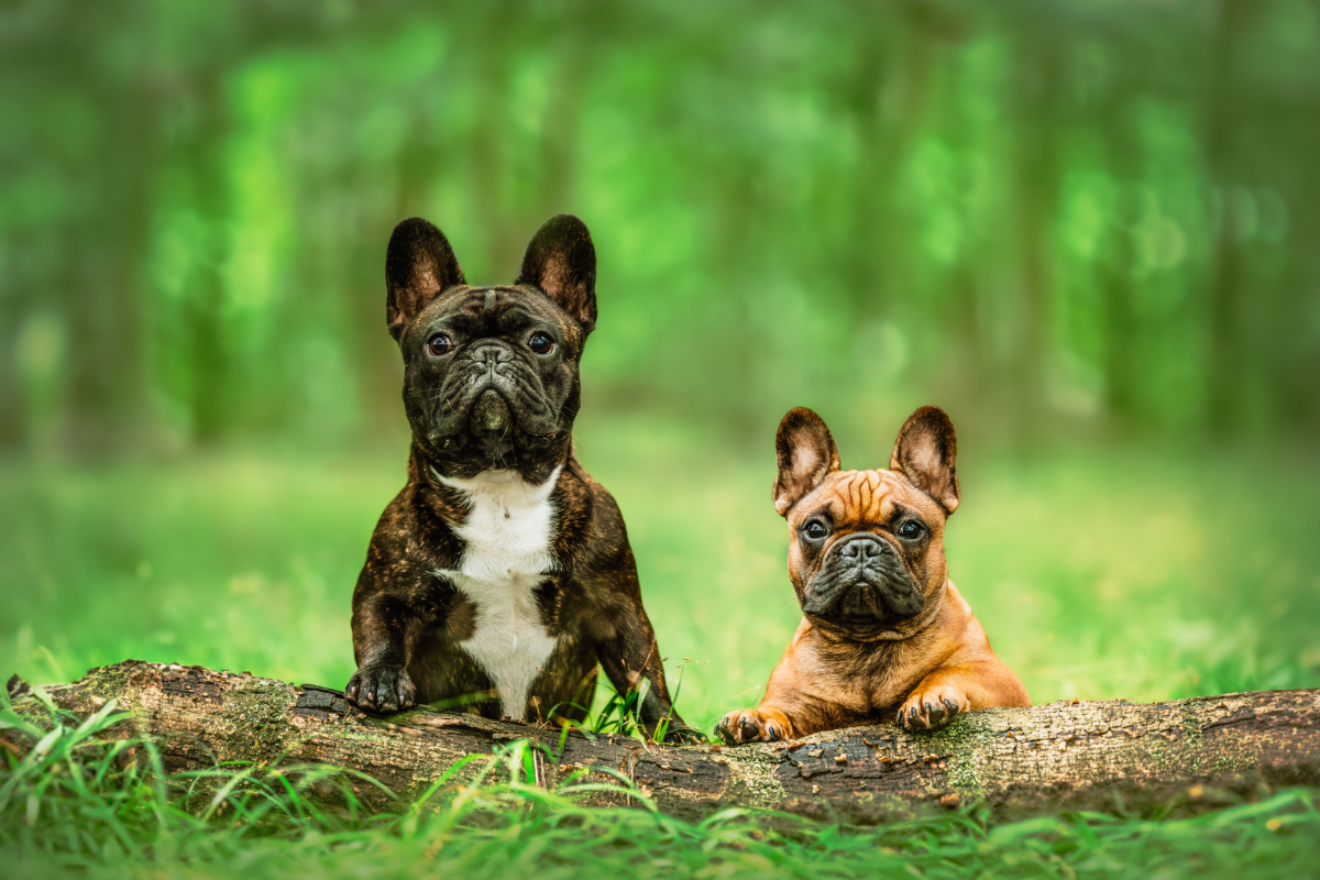 Zwei französische Bulldoggen hinter einem liegenden Baumstamm im Wald.