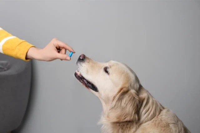 Mit einer regelmäßigen Entwurmung schützen Sie Ihren Hund, Ihre Familie und sich selbst vor Krankheiten.